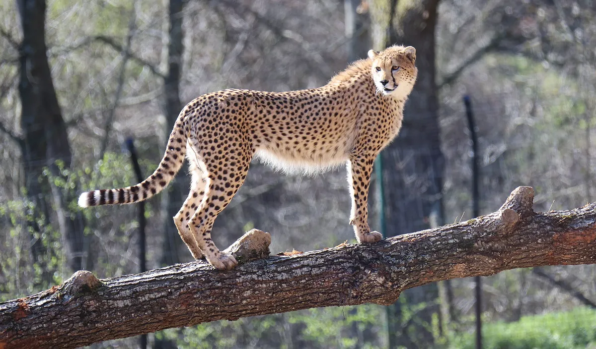 Parc animalier d'Auvergne
