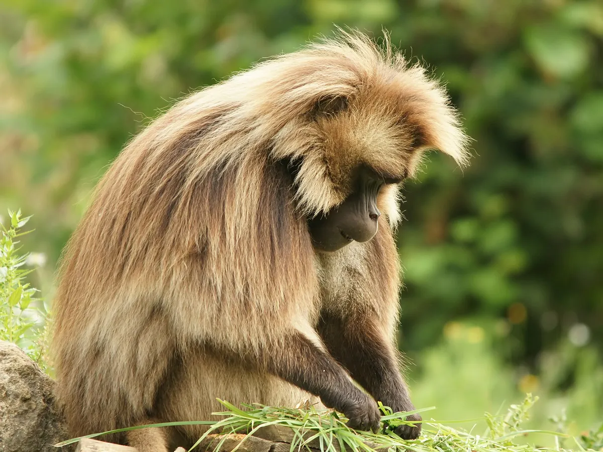La Vallée des Singes