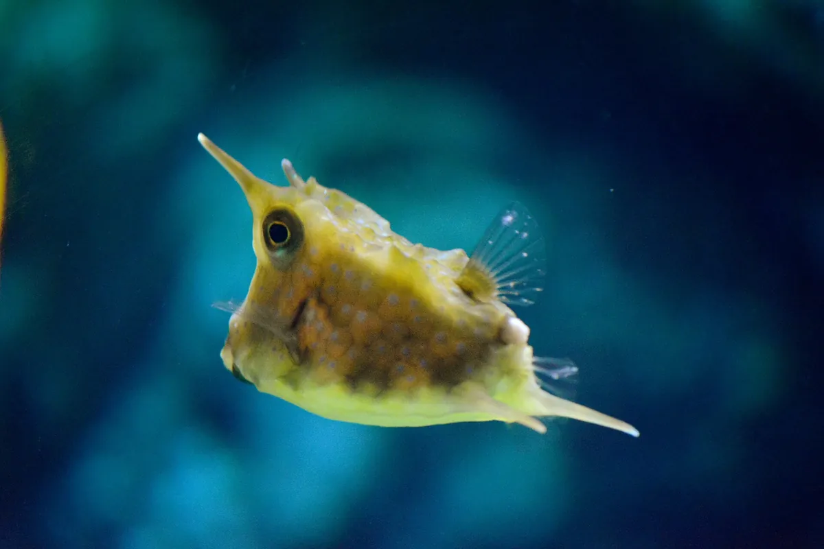 Sea Life İstanbul