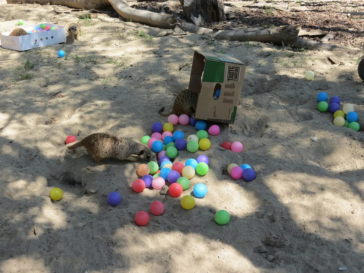 Parco Zoo Punta Verde