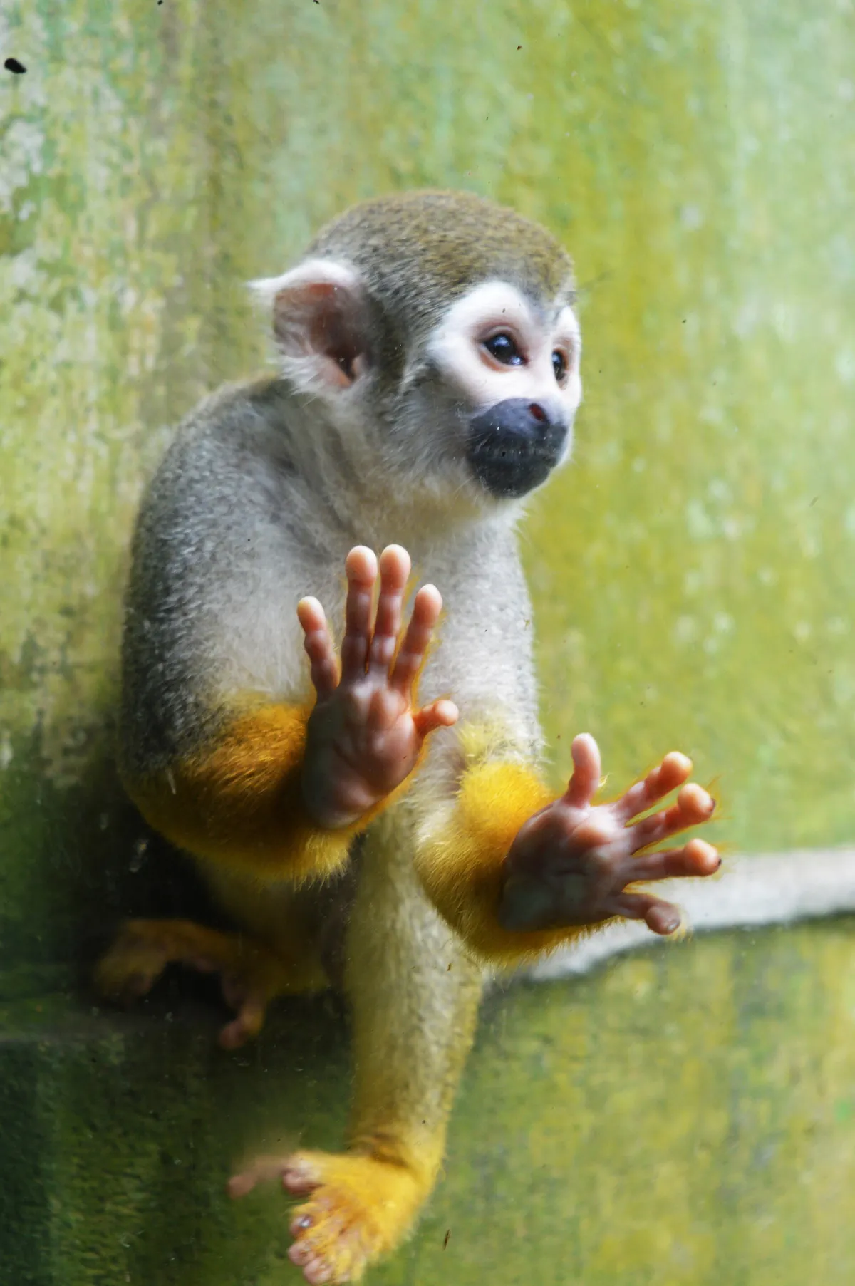 Zoo Pomerode