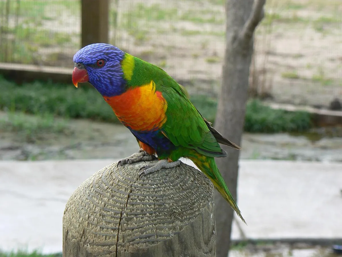 Tanganyika Wildlife Park
