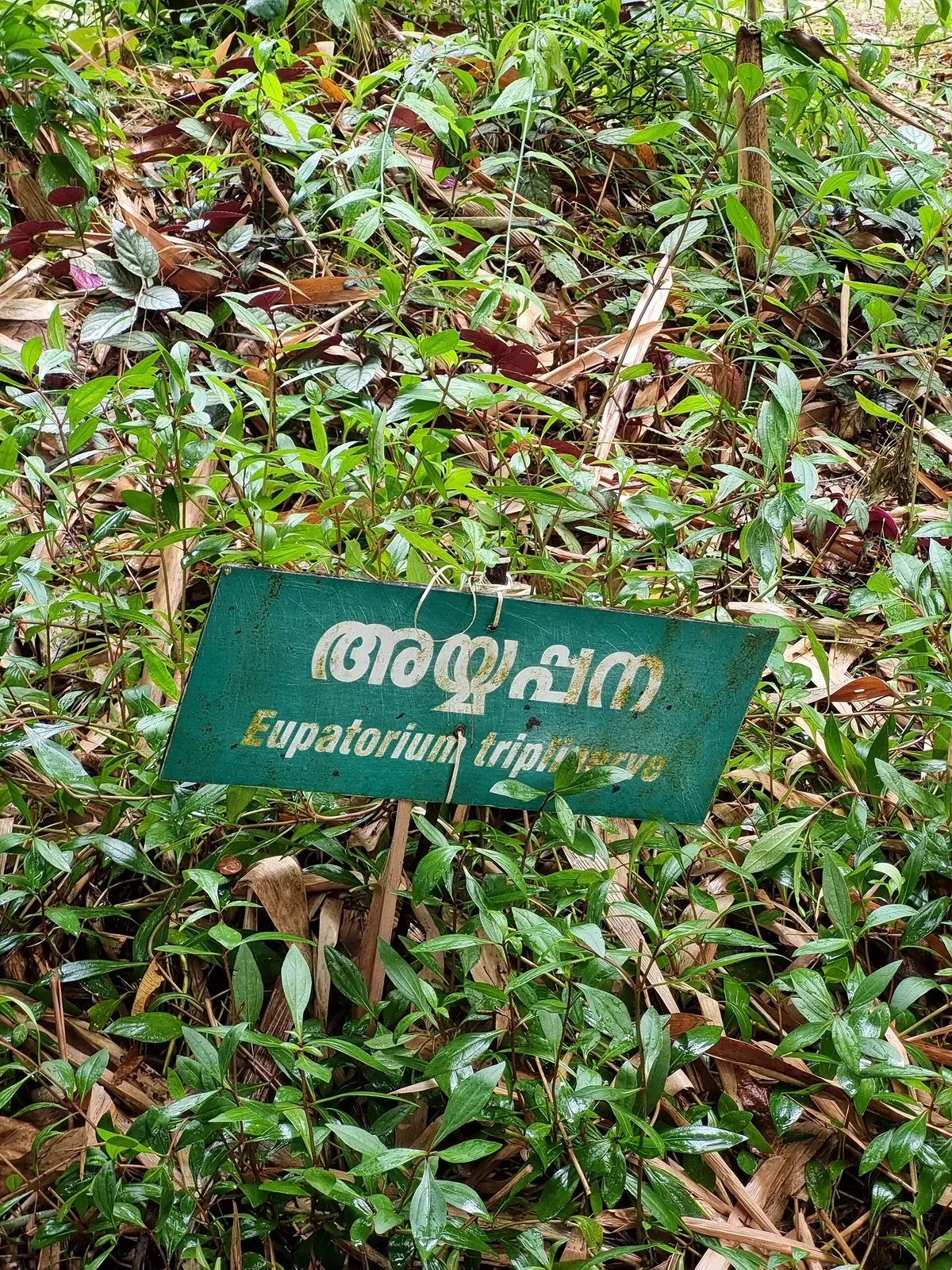 Thrissur Zoo