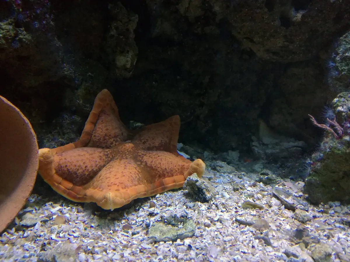 Aquarium of Cattolica