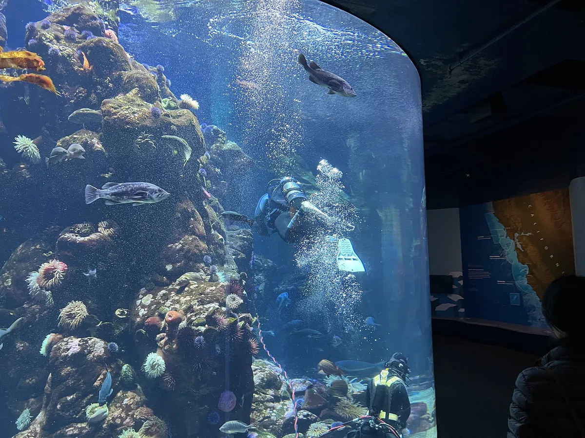 Steinhart Aquarium
