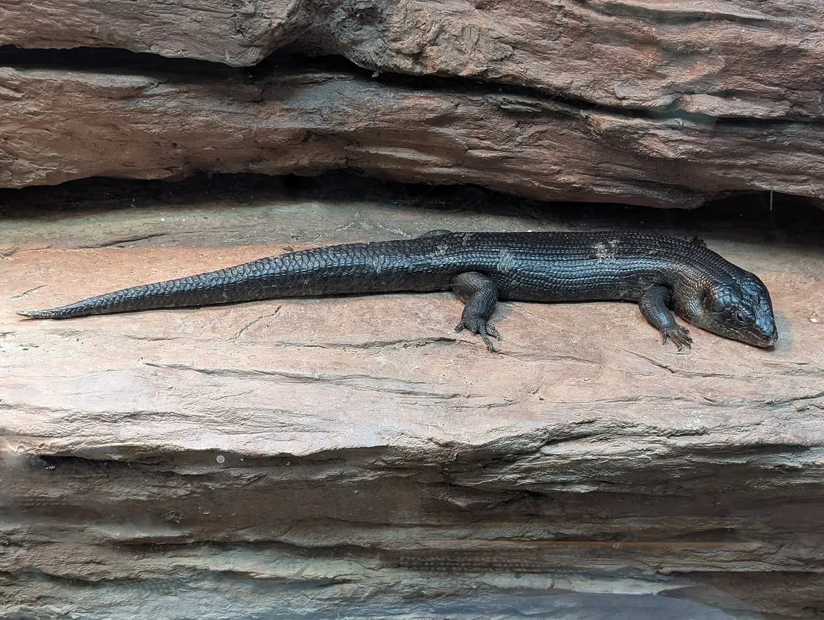Bronx Zoo