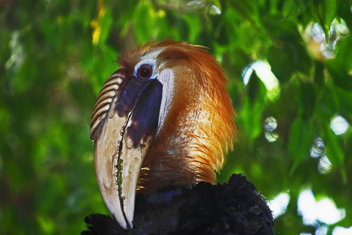 Peoria Zoo