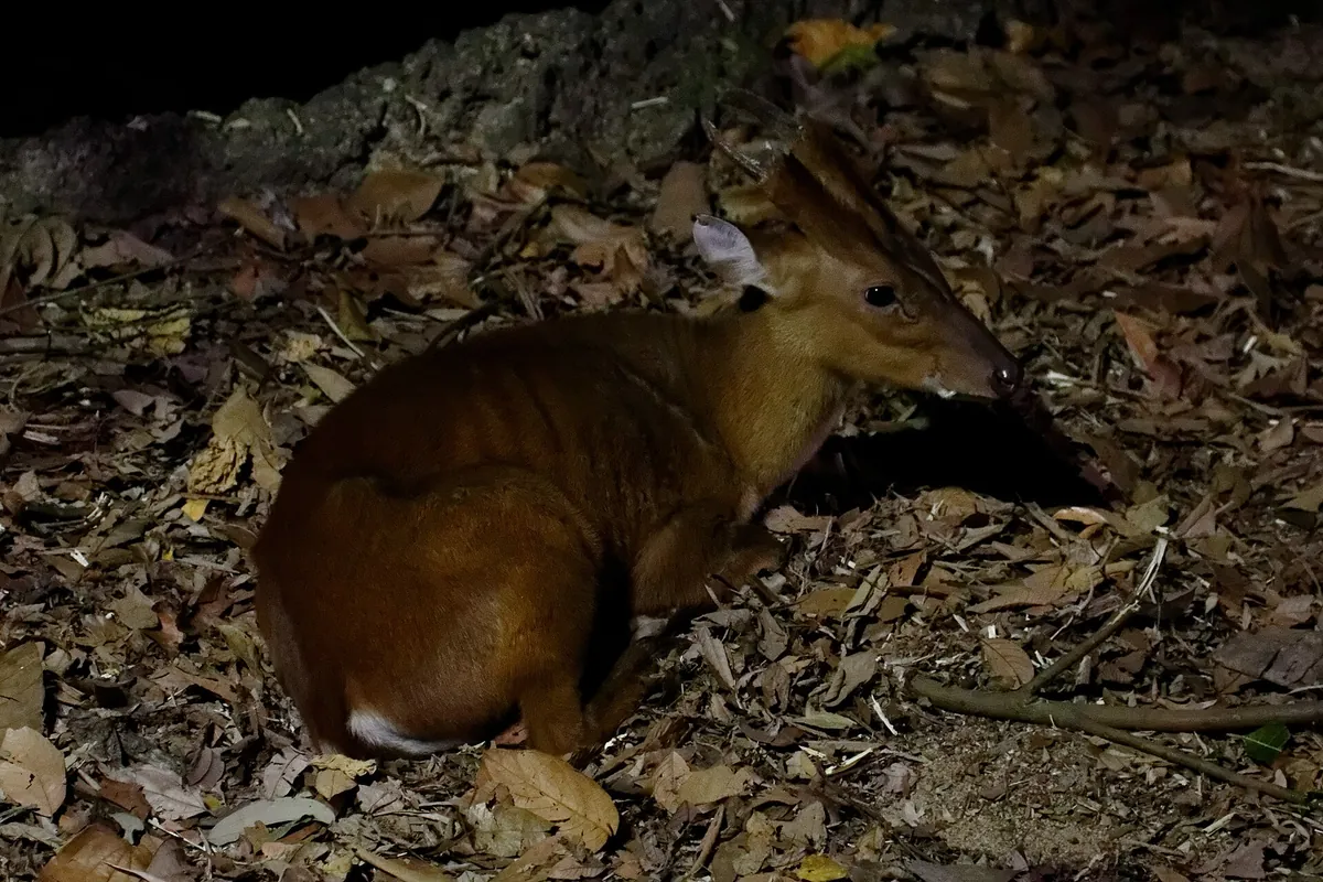 Night Safari