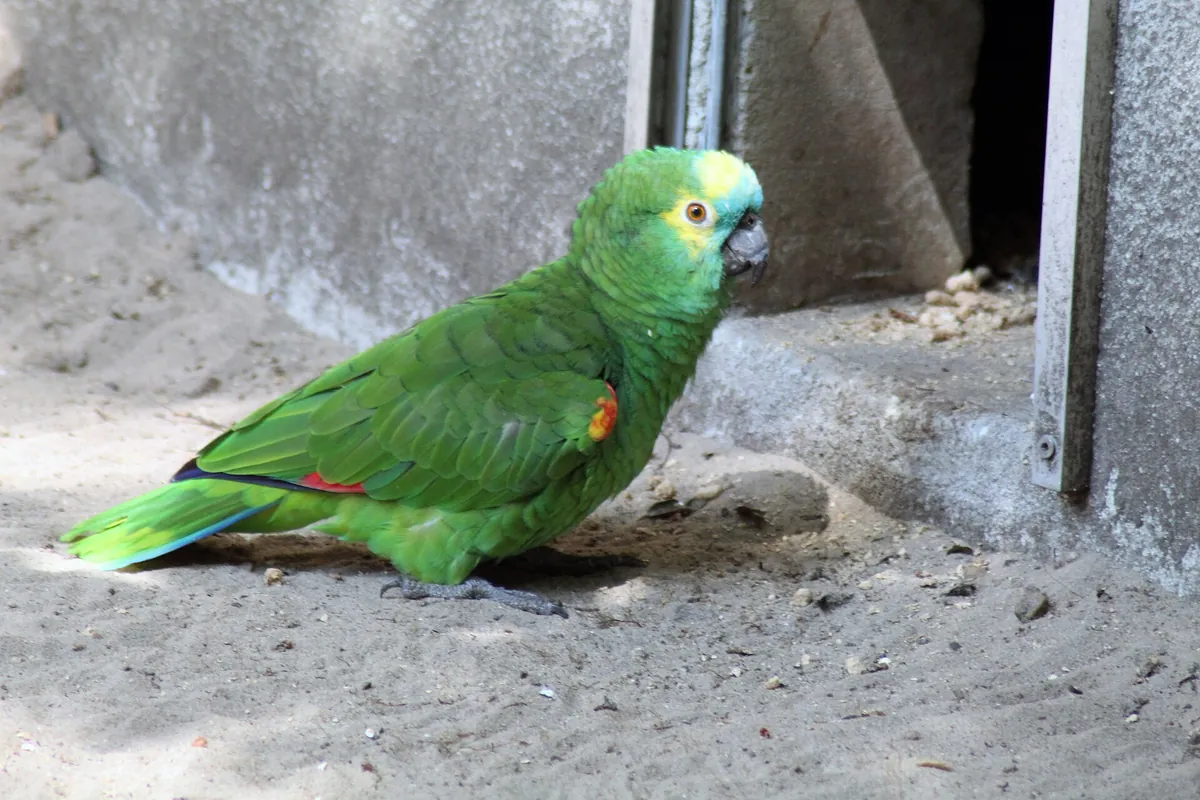Labenne's zoo