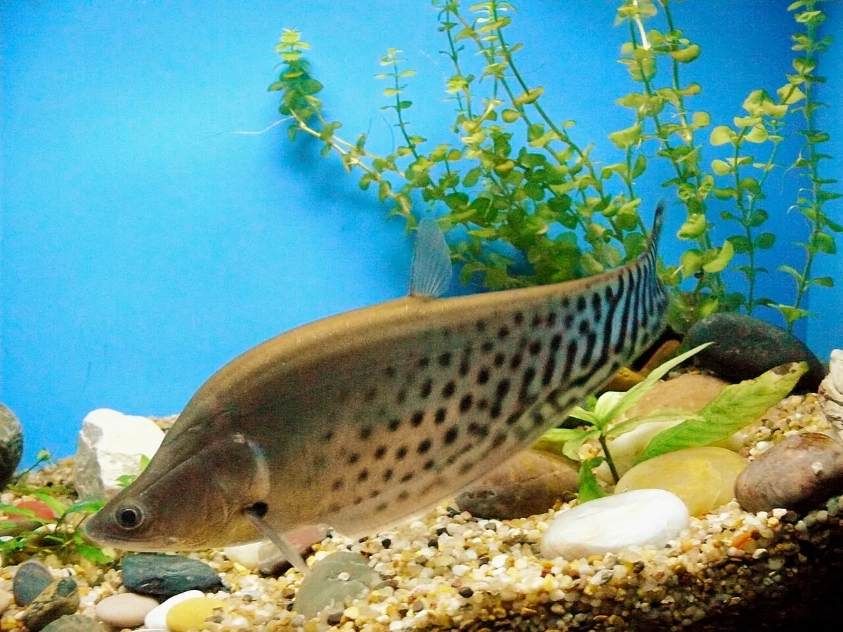 Shanghai Ocean Aquarium