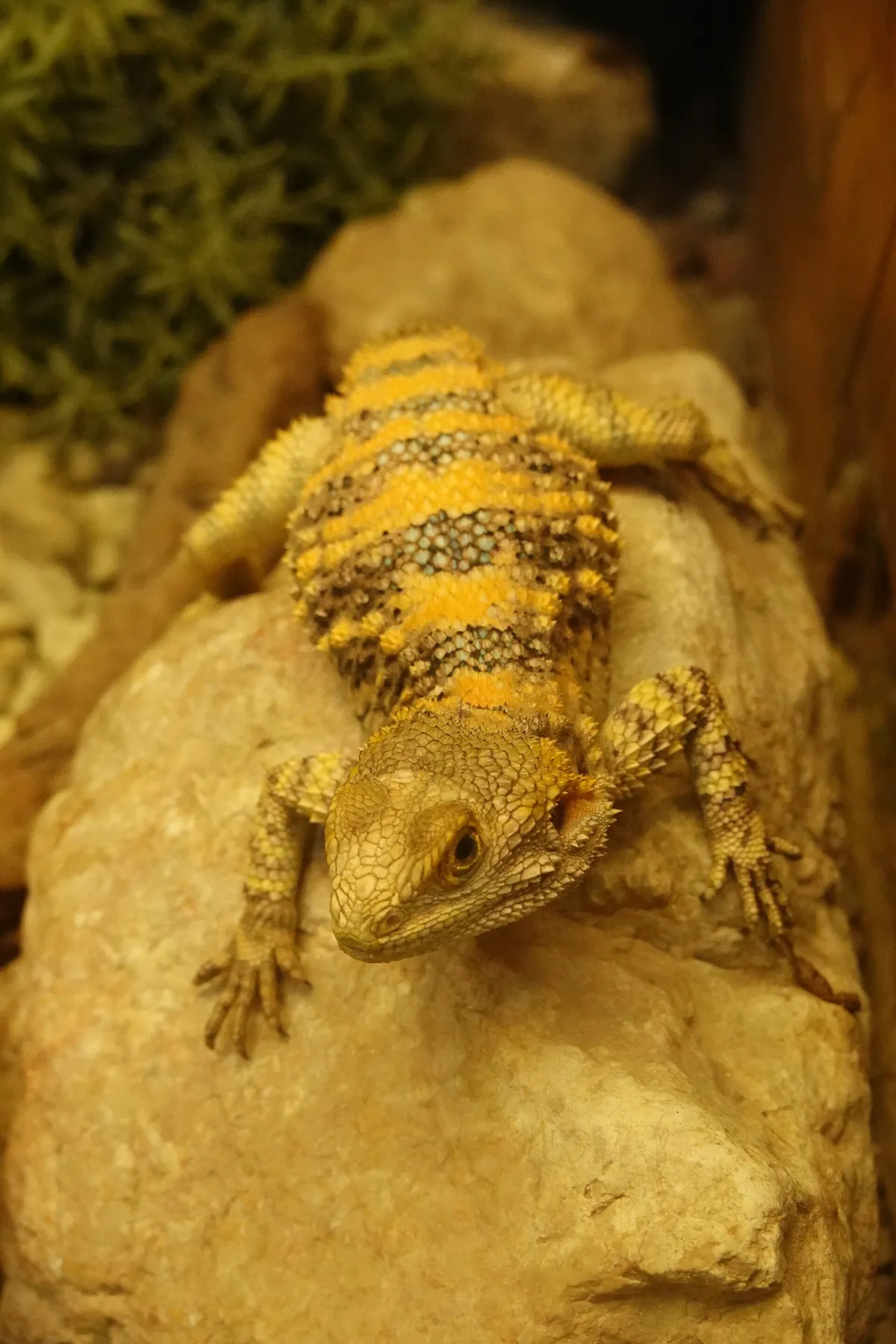 Happ's Reptilienzoo