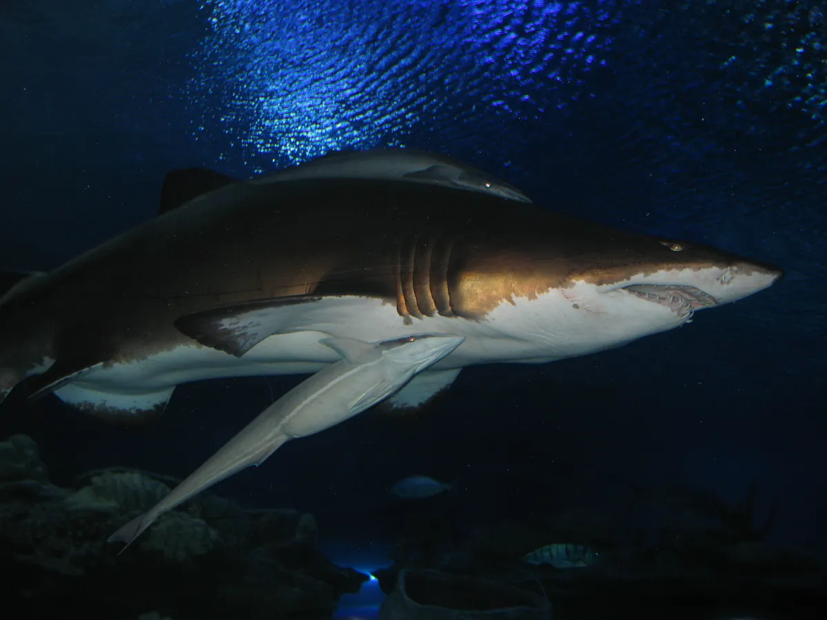 Aquaria KLCC
