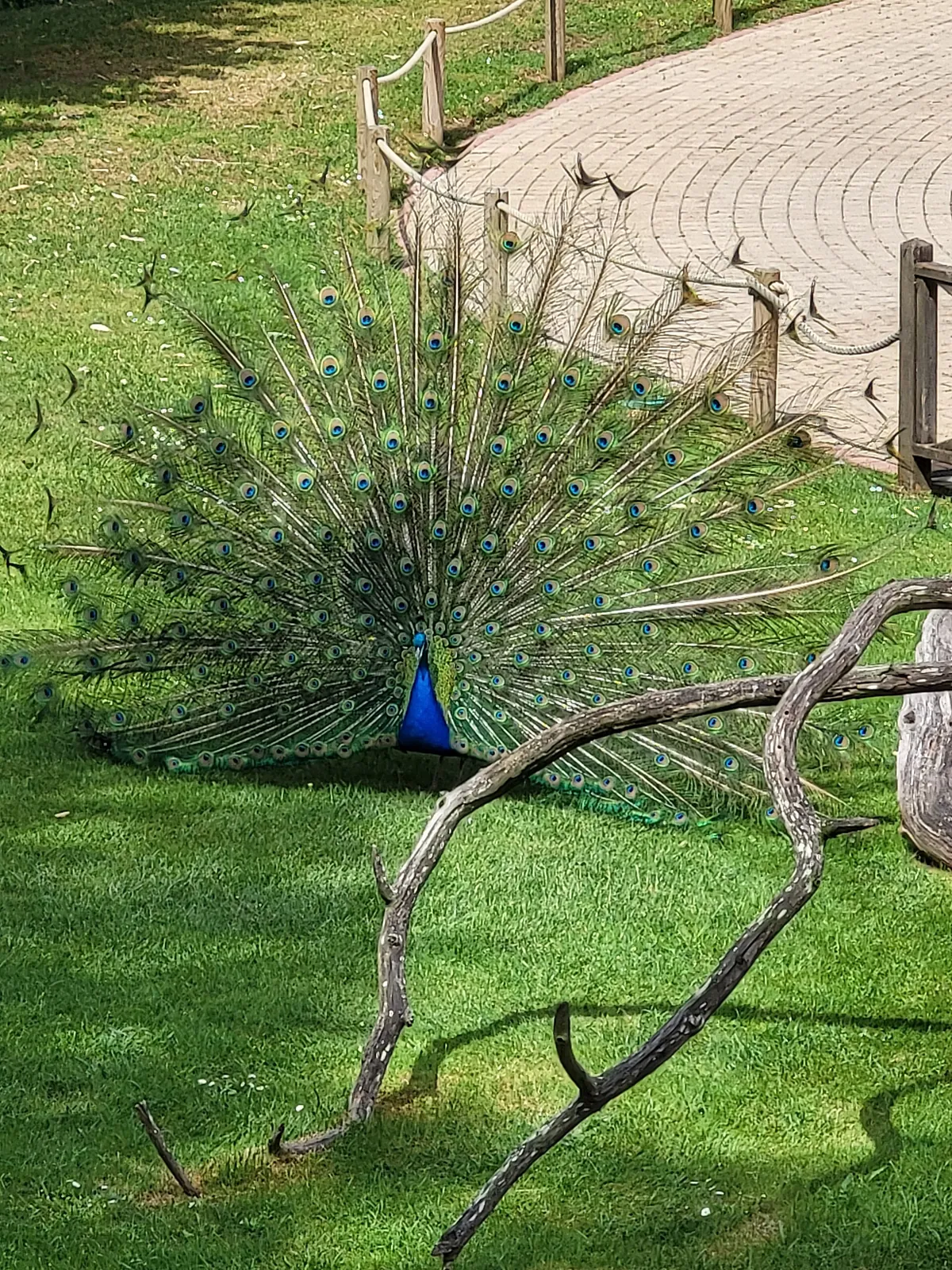 Zoo de La Flèche