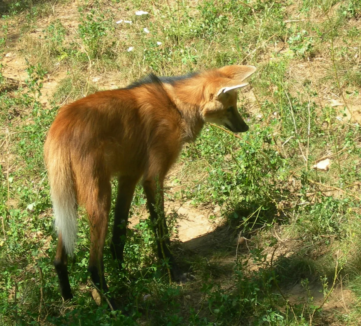 Réserve Zoologique de Calviac
