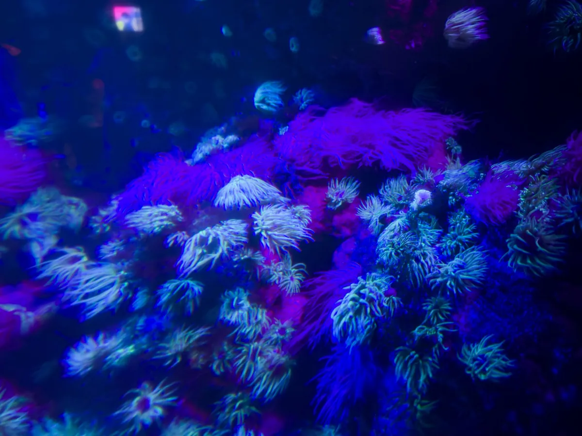 Sea Life London Aquarium