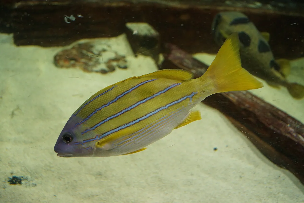 Great Lakes Aquarium