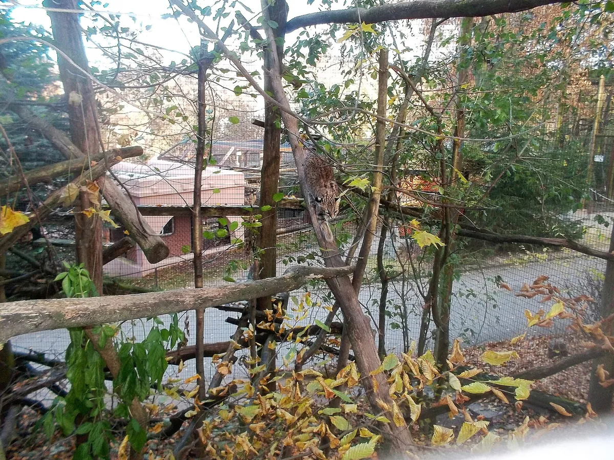 Zoo der Minis