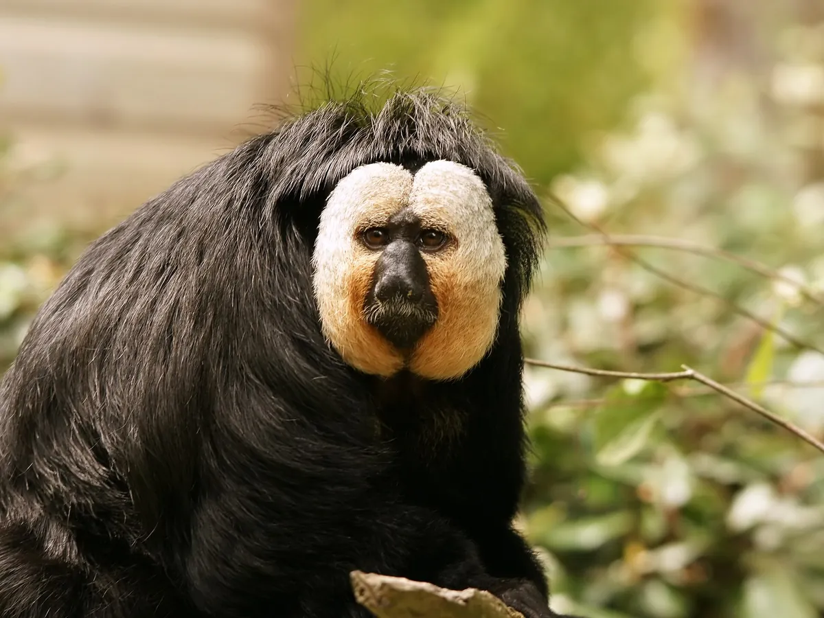 La Vallée des Singes