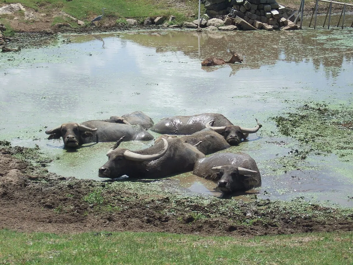 Akiyoshidai Safari Land