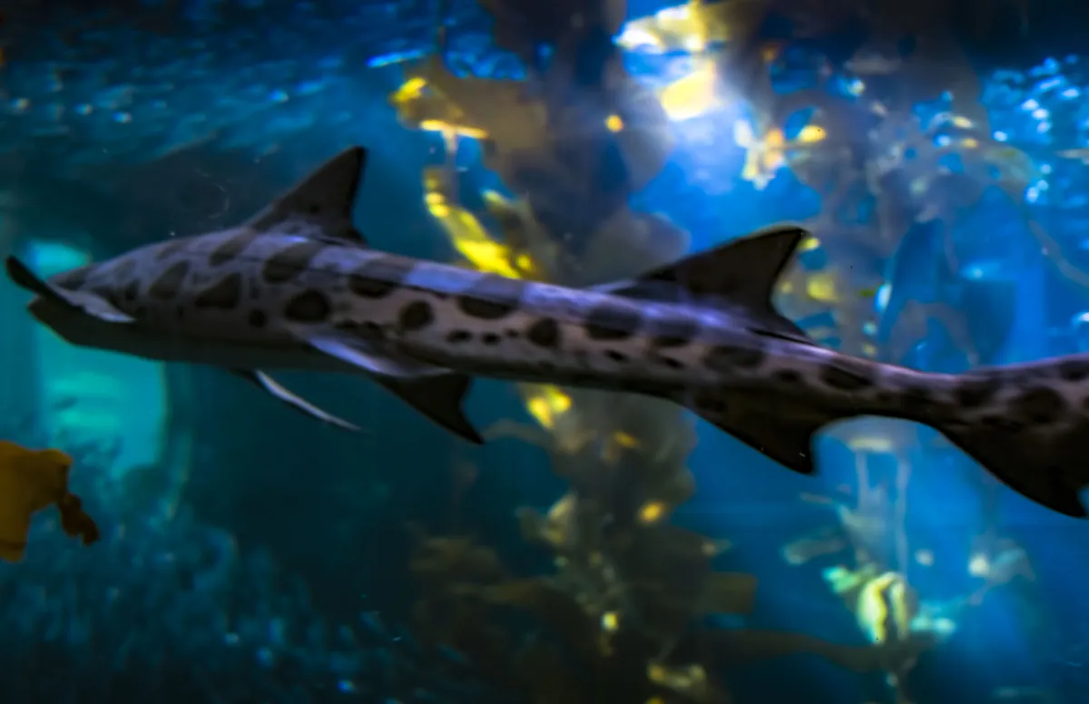 Monterey Bay Aquarium