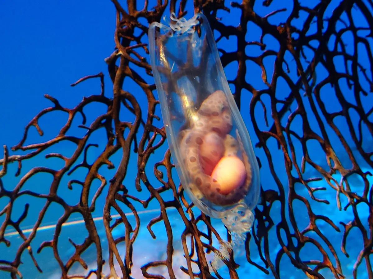 Aqua World