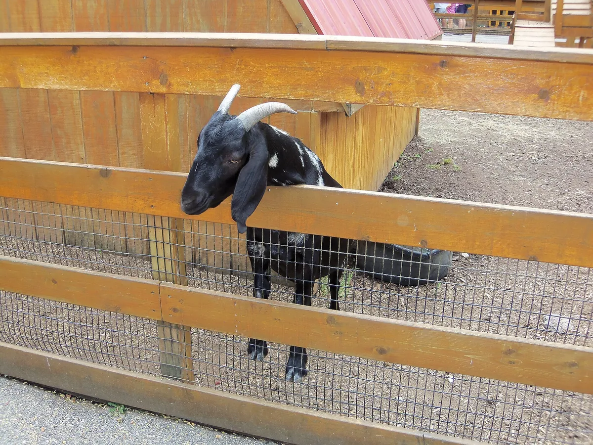 Niabi Zoo