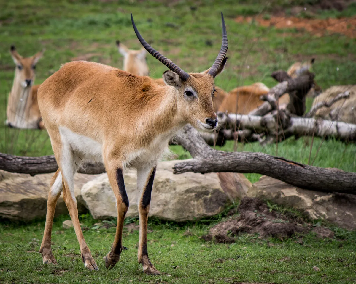 Yorkshire Wildlife Park