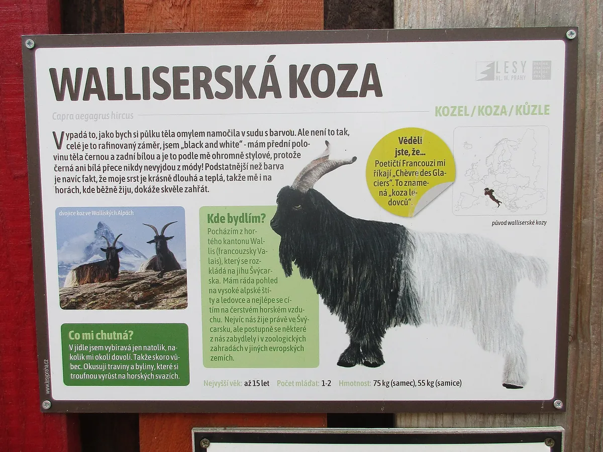 zookoutek Kamýk