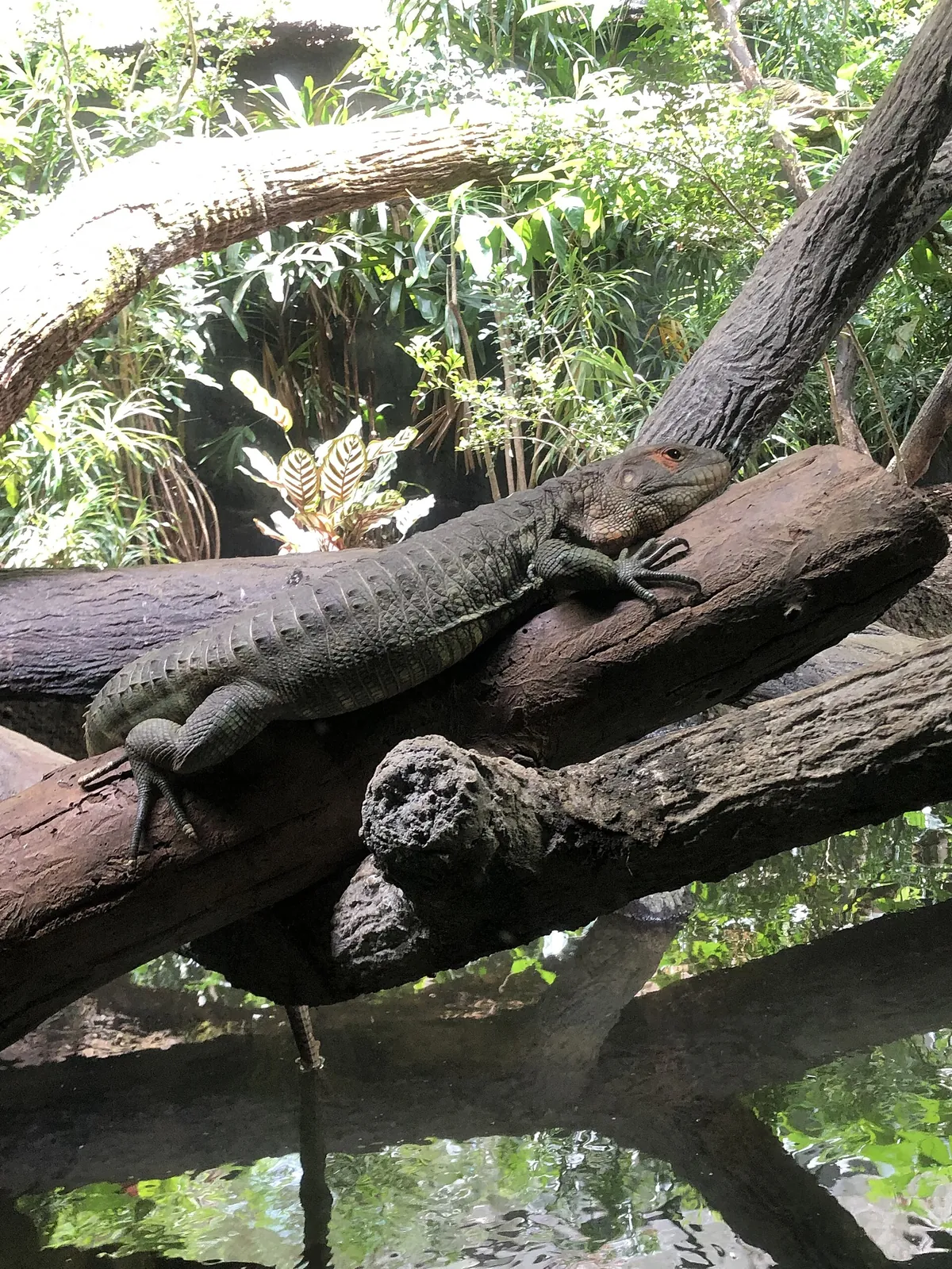 Singapore Zoo