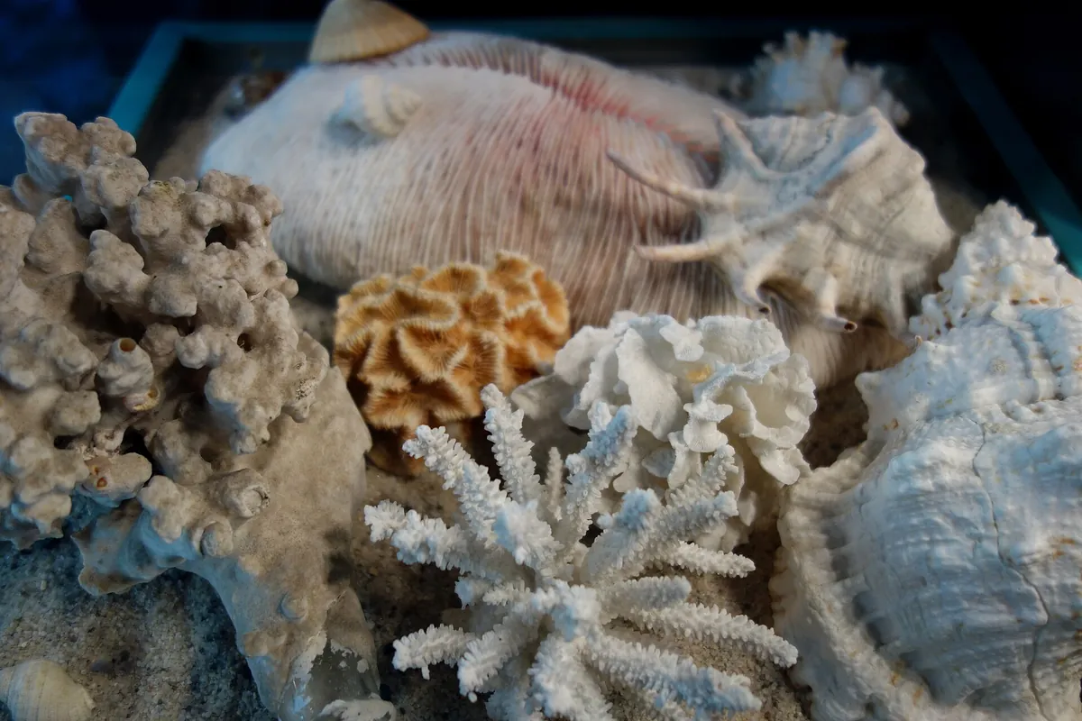 National Aquarium of New Zealand