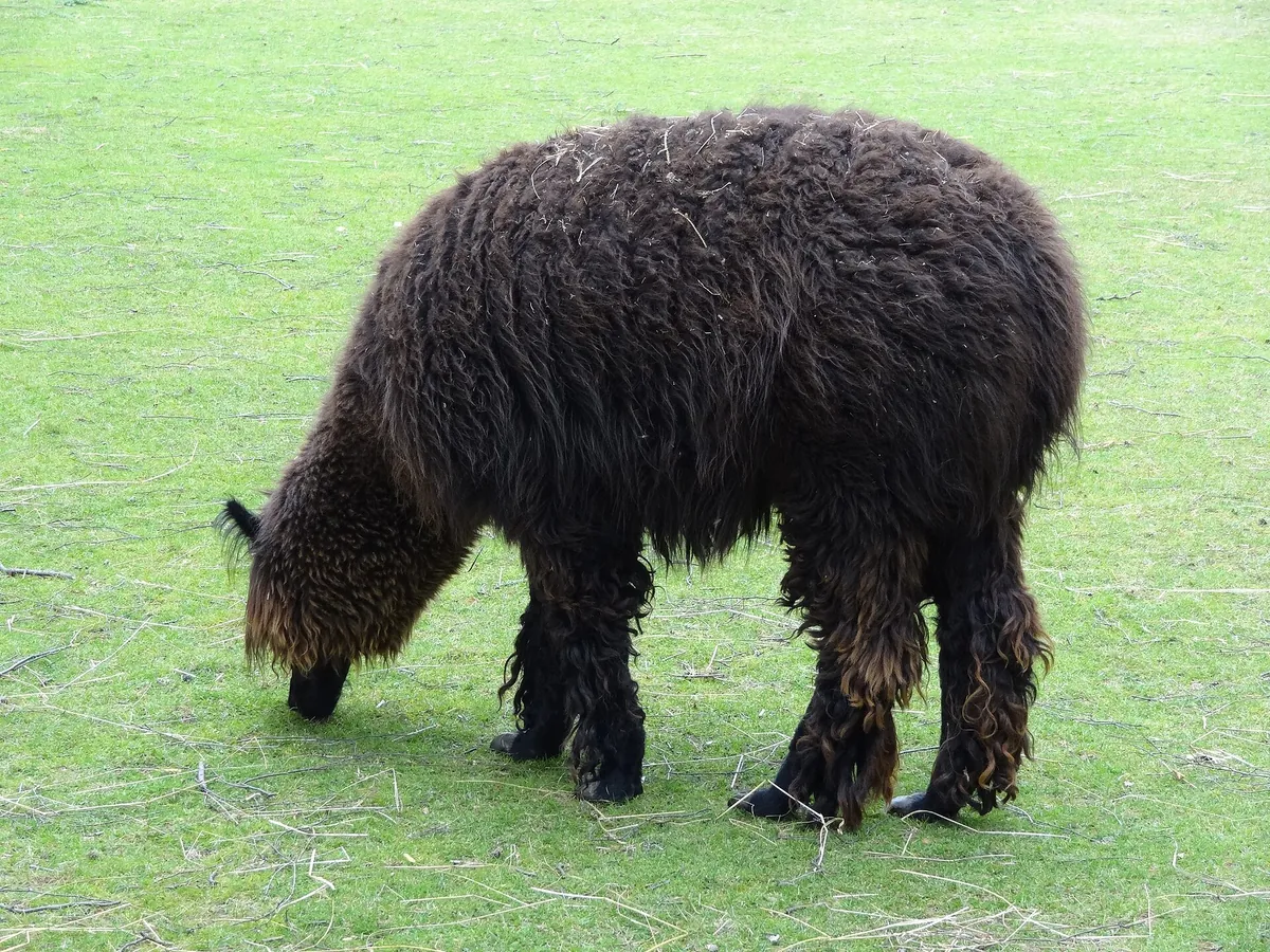 Tierpark Klosterwald