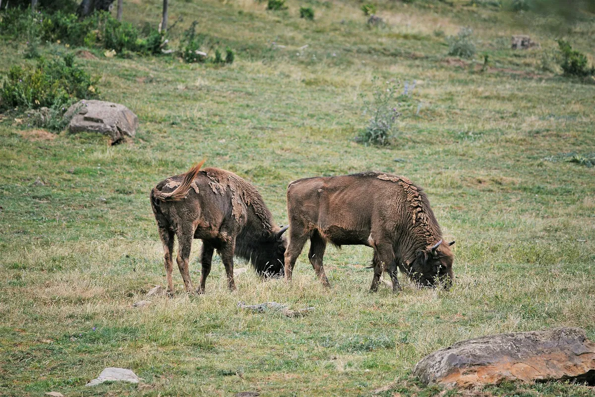 LACUNIACHA PARQUE FAUNISTICO DE LOS PIRINEOS