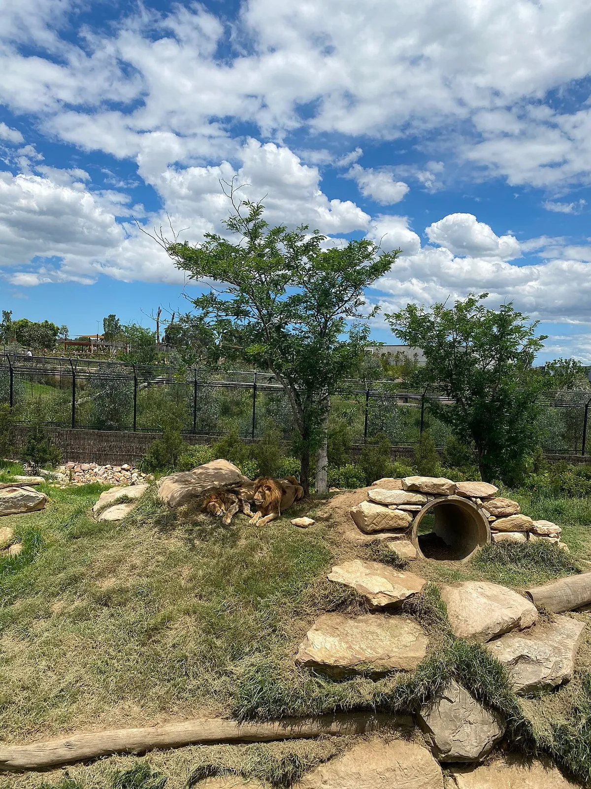 Sydney Zoo