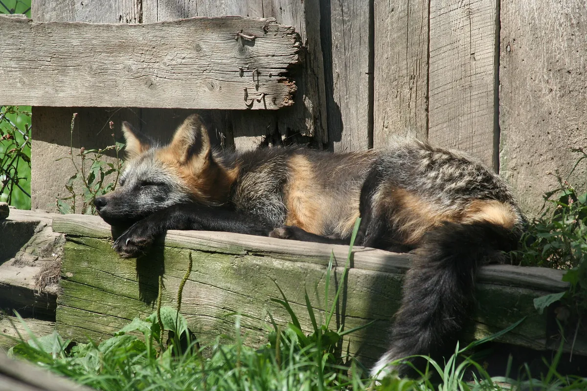 Papanack Park Zoo