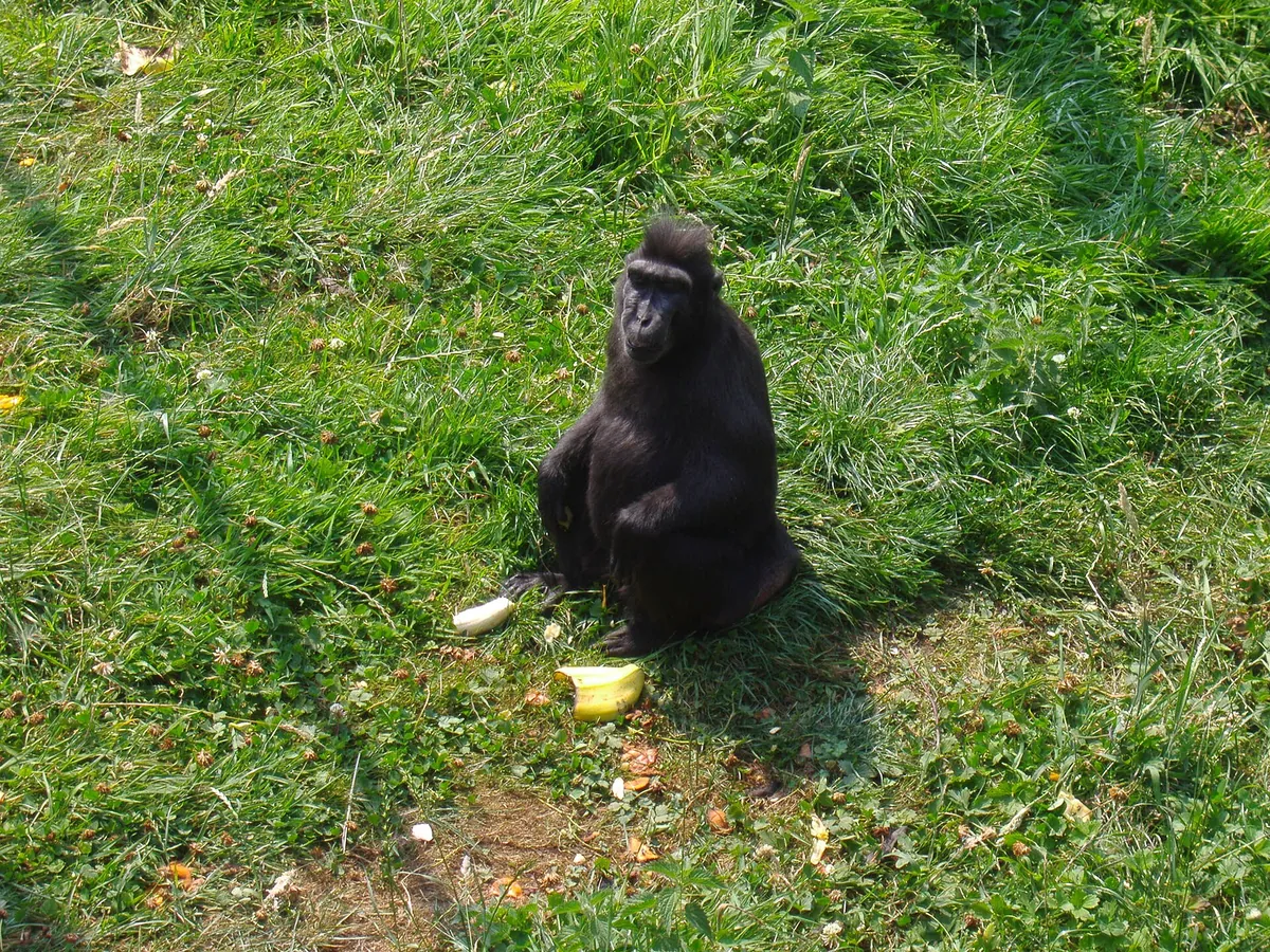 Thrigby Hall Wildlife Gardens