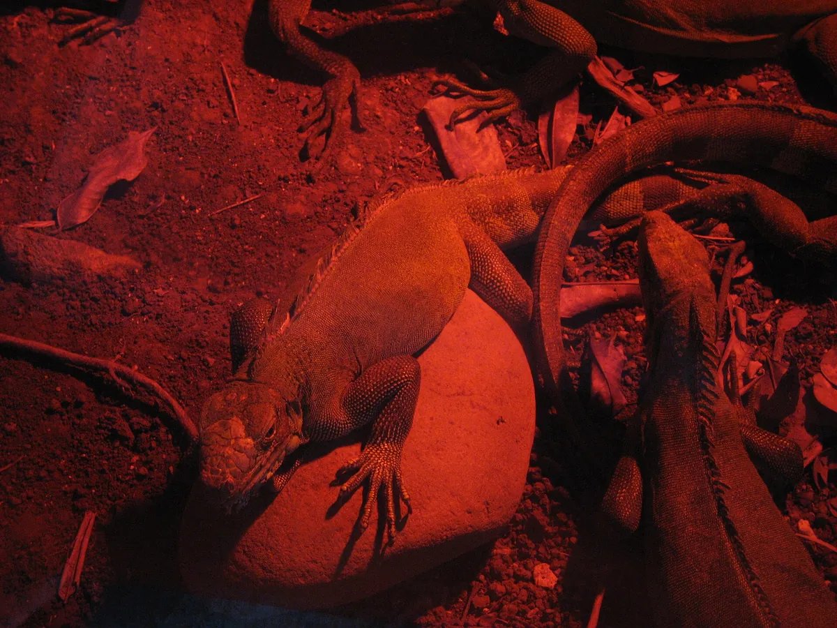 Guadeloupe zoo