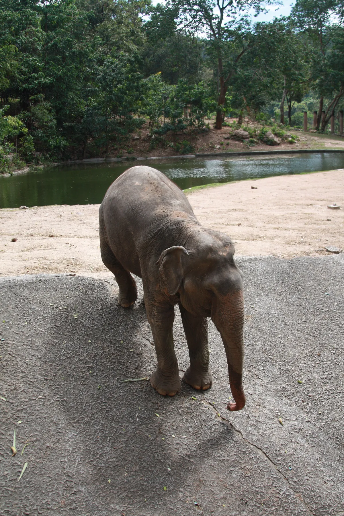 Khao Kheow Open Zoo