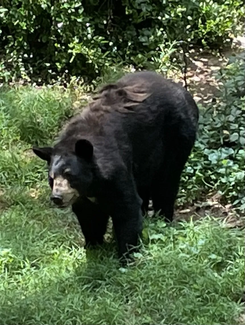 Bear Hollow Zoo