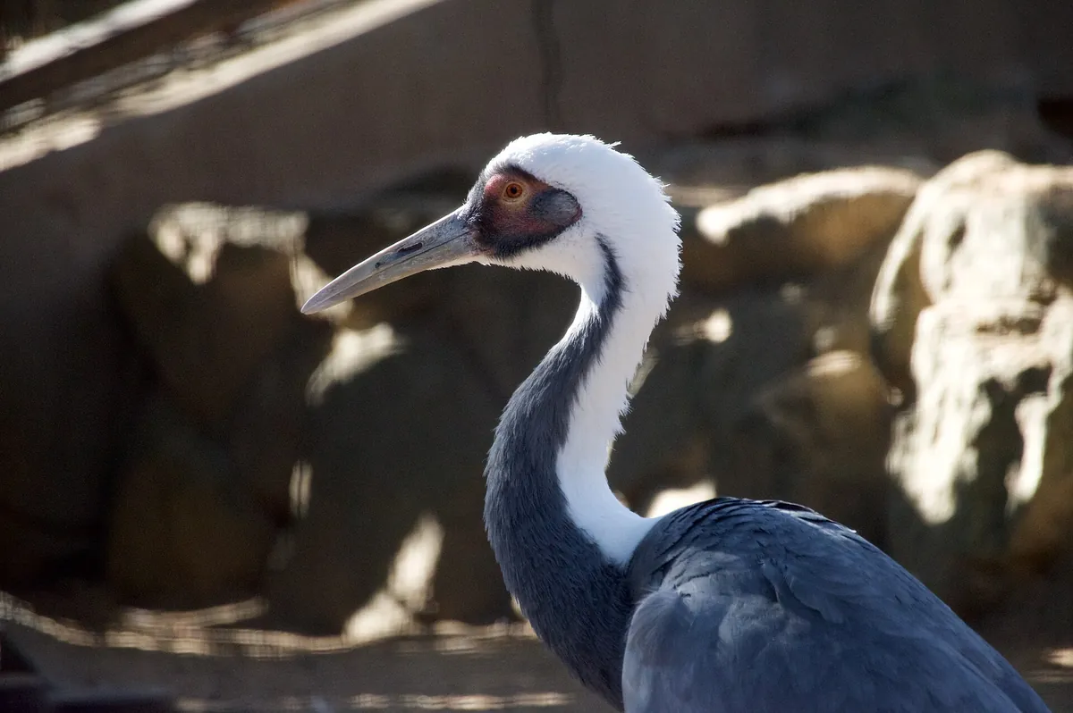 Kobe Oji Zoo