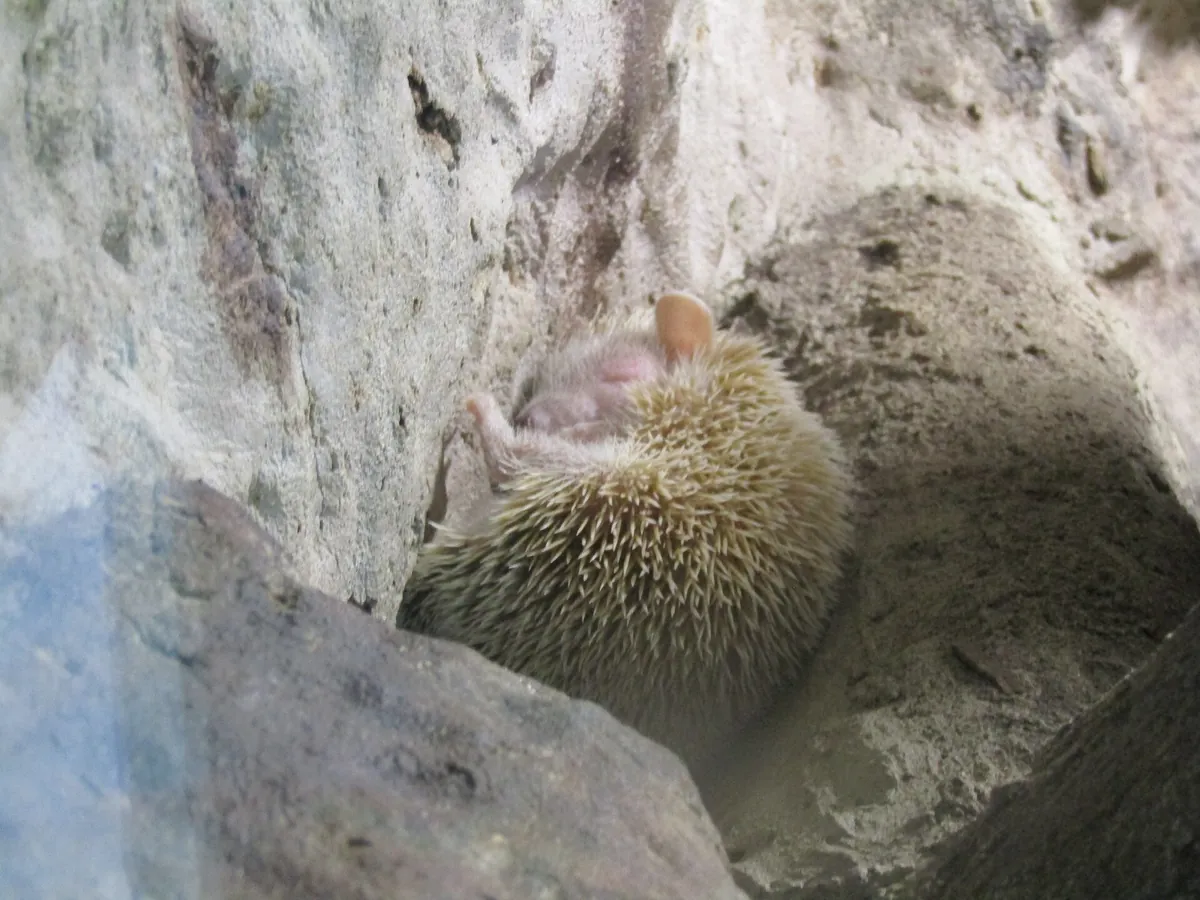 Zoo Hoyerswerda