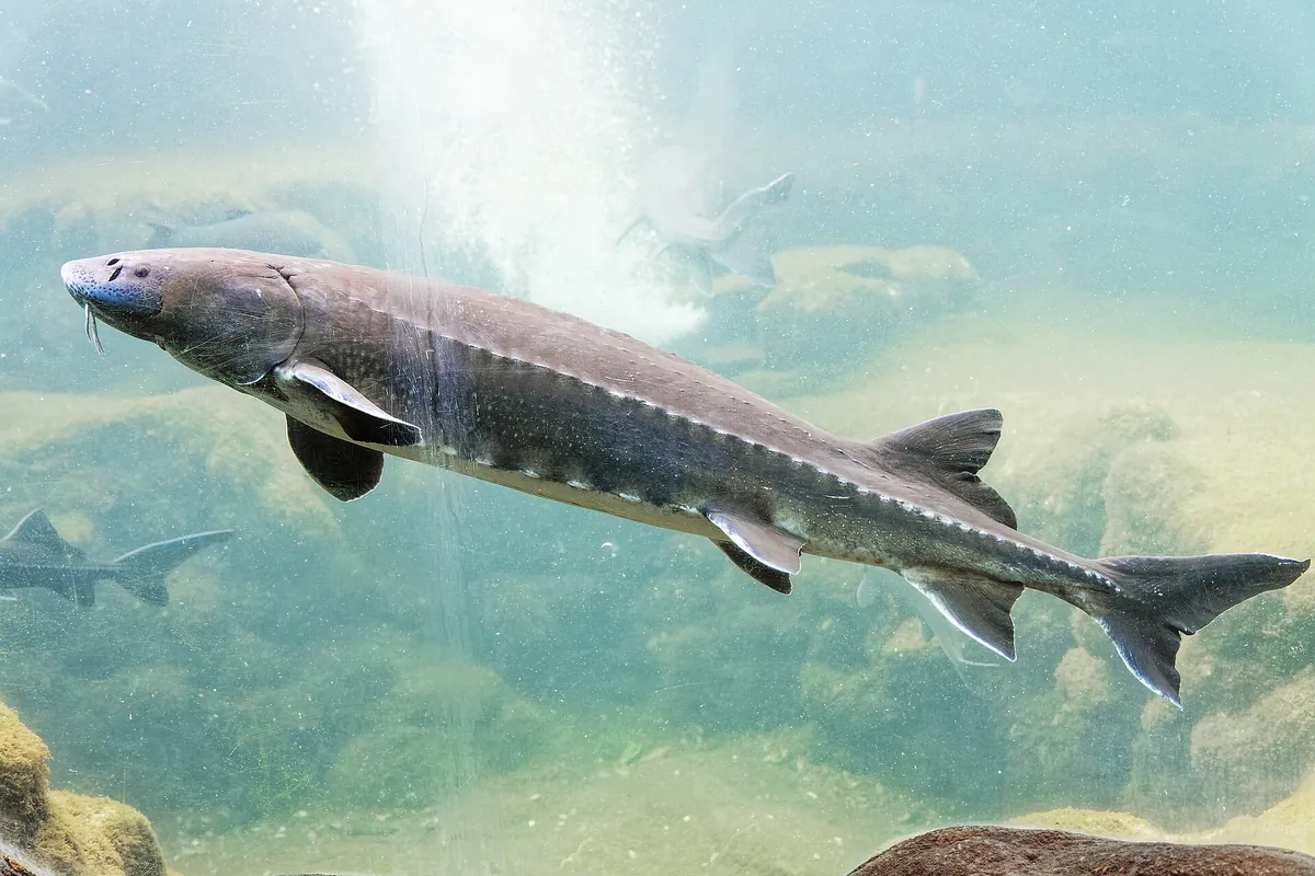 Aquarium du Périgord noir
