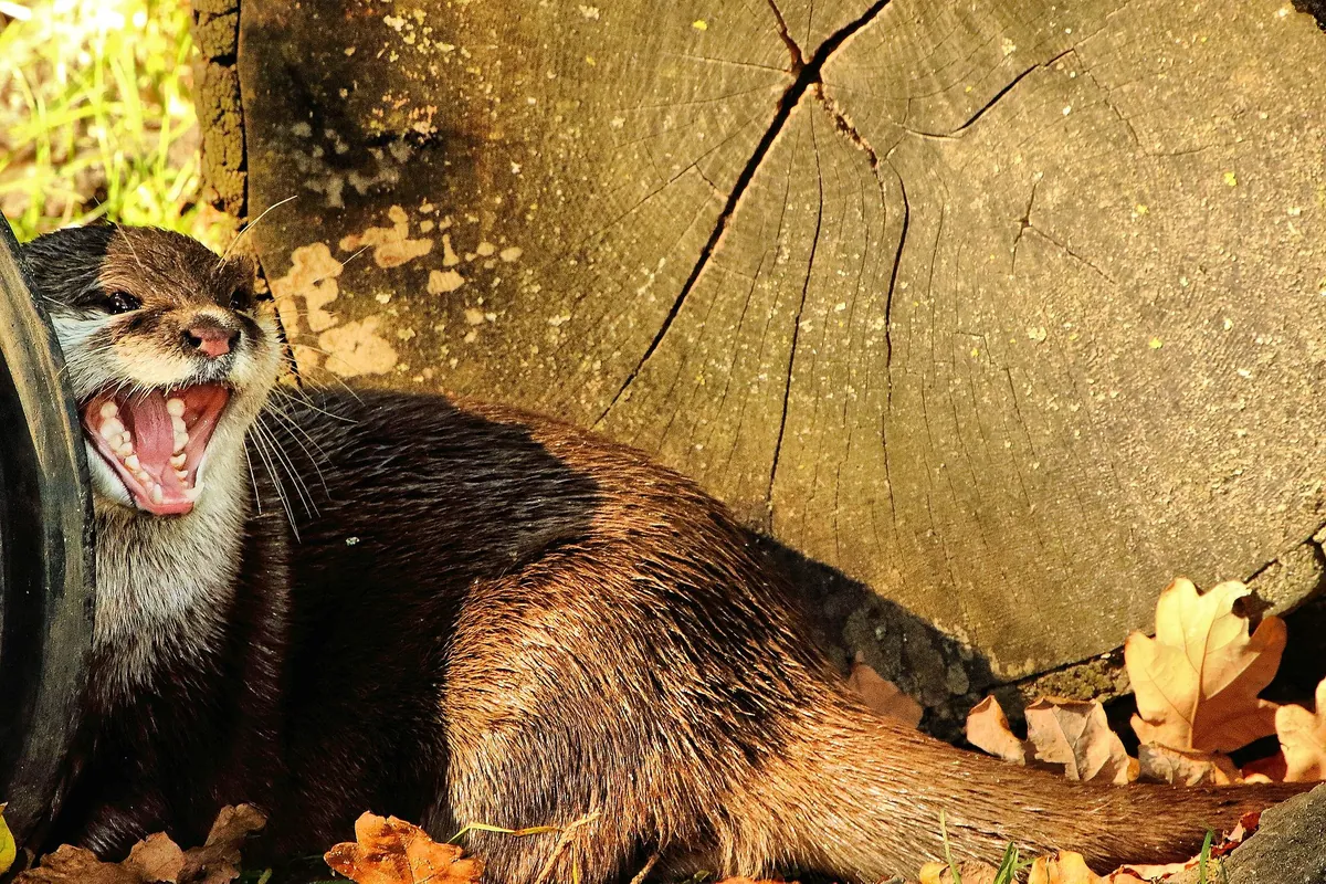 Banham Zoological Gardens