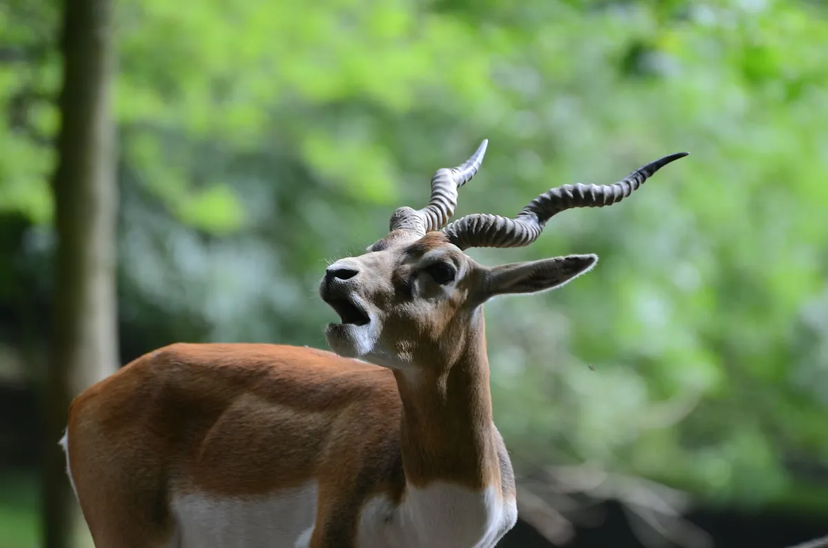Cleres Zoological Park