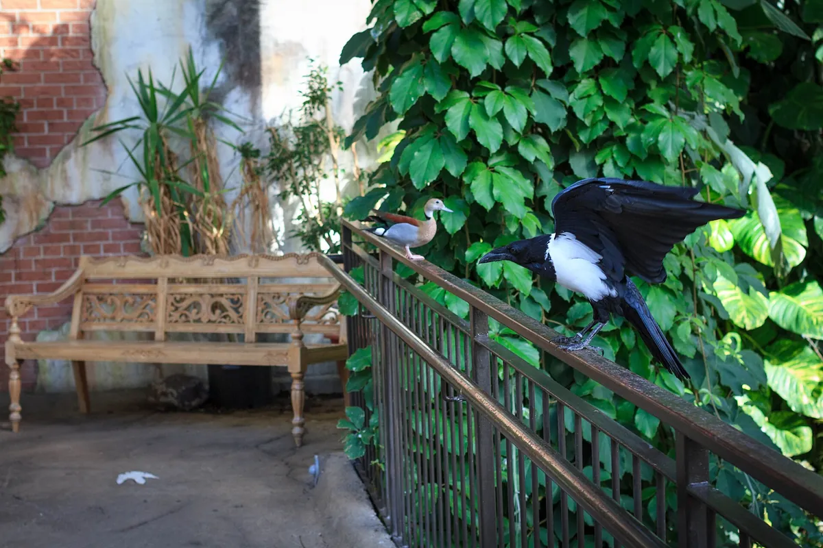 Bird Kingdom
