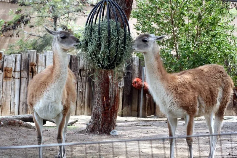 Santa Ana Zoo