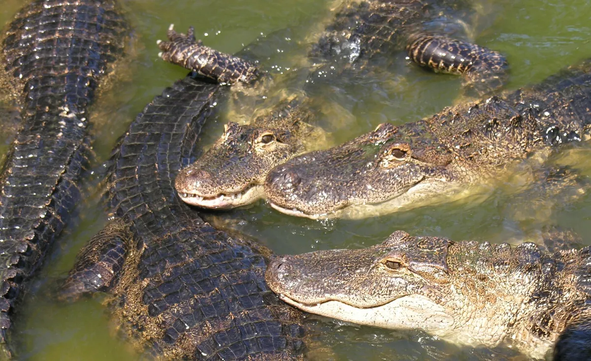 Gulf Breeze Zoo