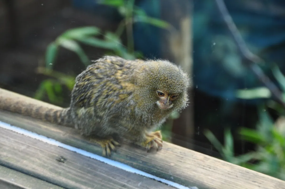 Shaldon Zoo