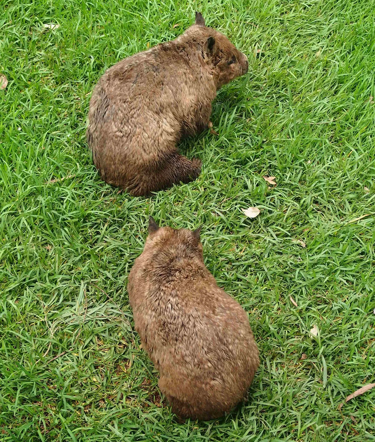 Rockhampton Zoo