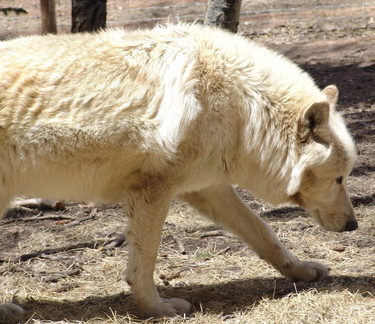 Colorado Wolf & Wildlife Center