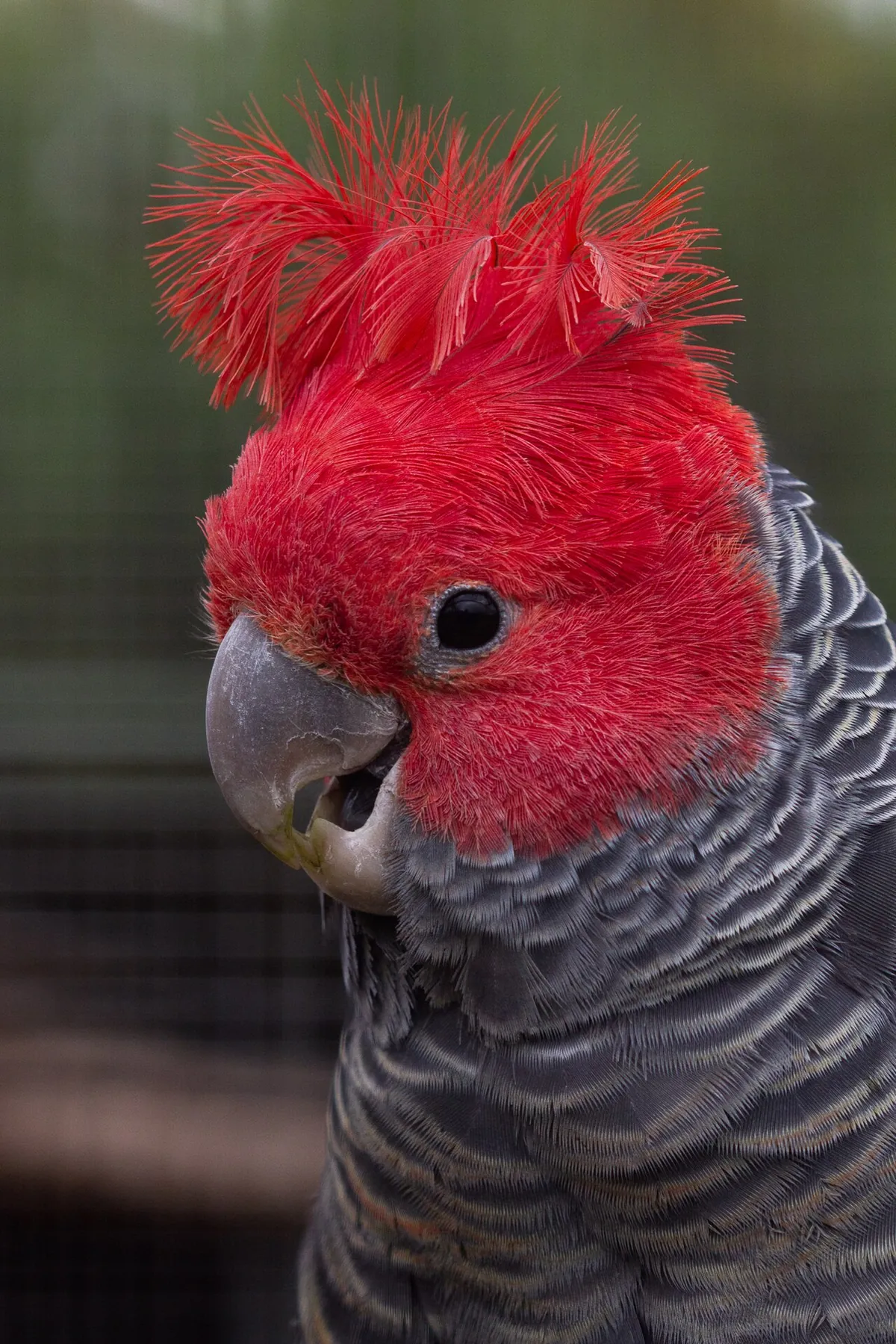 Tasmania Zoo